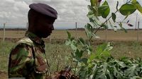 Soldier from Embakasi Garrison planting a tree, 2005