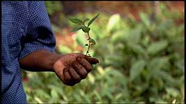 Taking Root 6: indigenous seedling